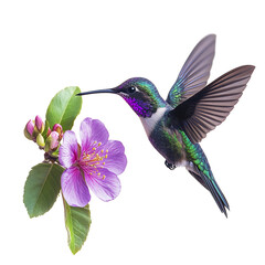 A Tiny Hummingbird Hovering Over a Flower Isolated on Transparent Background