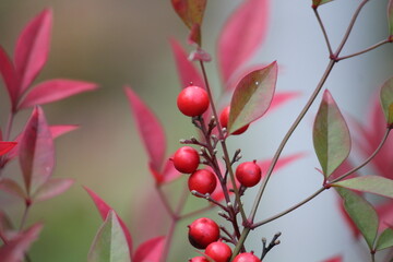 Image of the beautifully blooming namcheong trees and fruit on the Daecheongcheon trail