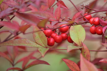Obraz premium Image of the beautifully blooming namcheong trees and fruit on the Daecheongcheon trail