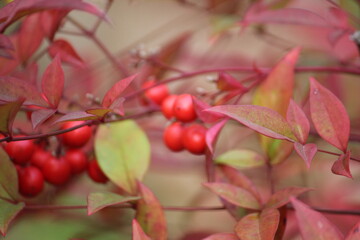 Image of the beautifully blooming namcheong trees and fruit on the Daecheongcheon trail