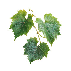 Fresh Green Vine Leaves with Detailed Veins on Transparent Background