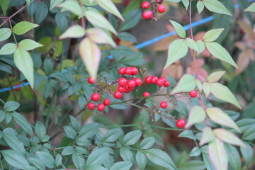 Obraz premium Image of the beautifully blooming namcheong trees and fruit on the Daecheongcheon trail