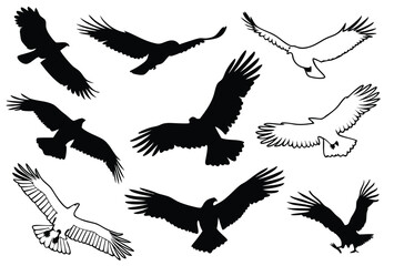 Patriotic Bald Eagle Illustrations – Majestic American Symbol with USA Flag Elements, Flying and Perched Poses, Perfect for Independence Day and Wildlife Designs.