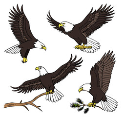 Patriotic Bald Eagle Illustrations – Majestic American Symbol with USA Flag Elements, Flying and Perched Poses, Perfect for Independence Day and Wildlife Designs.
