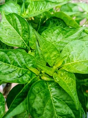 chili plants