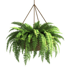 A 3D Fern Plant in a Hanging Basket Cascading from a Wooden Frame Isolated on Transparent Background