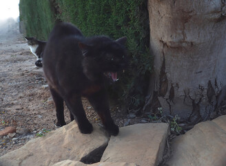 Angry old black cat growls while walking near a tree and a wall during late afternoon light in a...