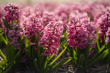 A vibrant field of pink, purple, and white hyacinths in full bloom, capturing the essence of...