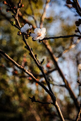 The pretty first peach blossom opens on an early spring day in Texas. 