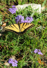 A single Swallowtail Butterfly flies throughout the field, collecting nectar and feeding on purple verbena blooms.