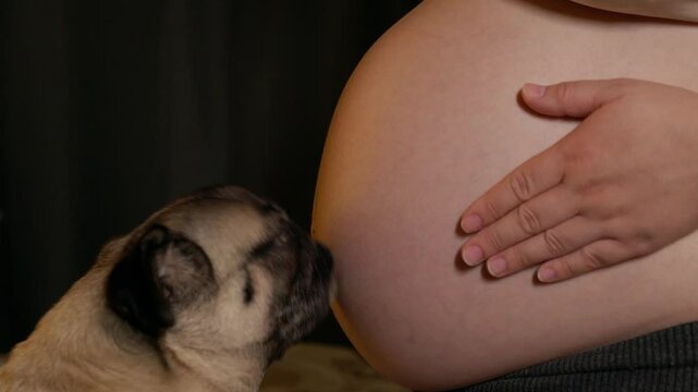 9 month pregnant belly close up. Cute pet dog tender love licking tongue a belly of pregnant woman at home. Pug dog showing affection and intimacy in anticipation for the baby 