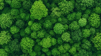 Naklejka premium Aerial view of lush green tree canopy with varied textures and shades.