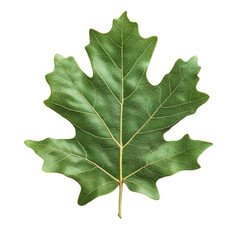 Fototapeta premium Close-up of a detailed green oak leaf on a transparent background
