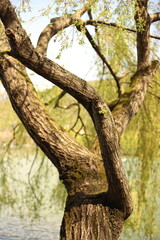 old tree in the park