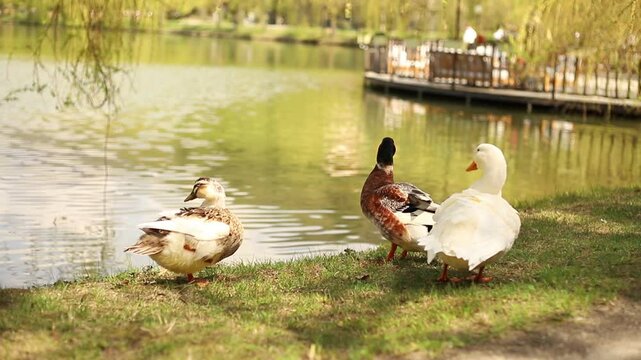 family of ducks