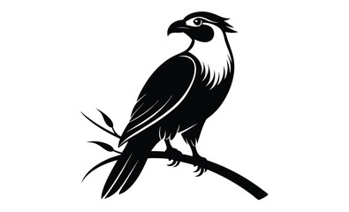 Fototapeta premium crested caracara bird silhouette