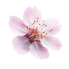 Soft Pink Cherry Blossom with Delicate Petals Isolated on Transparent Background