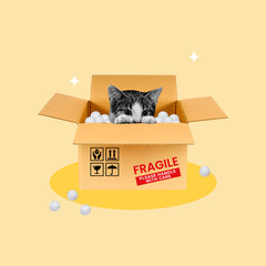 mailbox, priority mail, cat, cardboard box, fragile labels, domestic cat, peeking, fragility,...