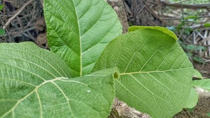 close up of green leaf