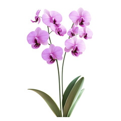 Purple Orchid Plant with Delicate Blooms Isolated on Transparent Background