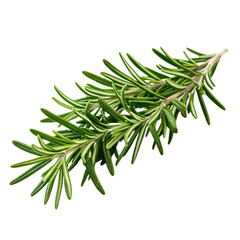 A Branch of Rosemary Isolated on Transparent Background