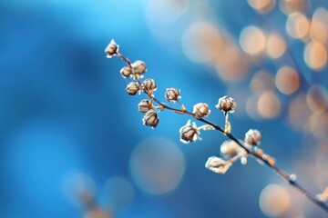Close Up of Frost Covered Seed Pods Against a Soft Blue Background