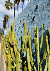 Euphorbia canariensis or Cardon canario cactus plants on a blue stone wall background.Tropical...