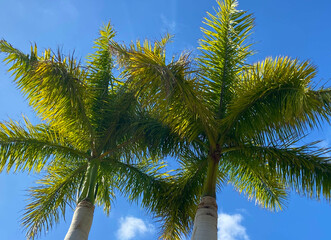 Roystonea regia or royal palm tropical palm trees with green leaves against blue sky.Summer and vacation concept.
