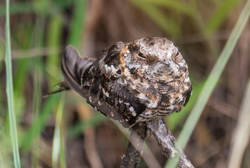 nightjar resting