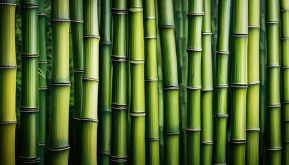 Fototapeta premium lush green bamboo