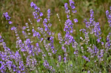 Obraz premium Delicate lavender illuminated by the sun, blooming in the garden.