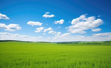 Fototapeta premium Vibrant Green Fields Under a Clear Blue Sky