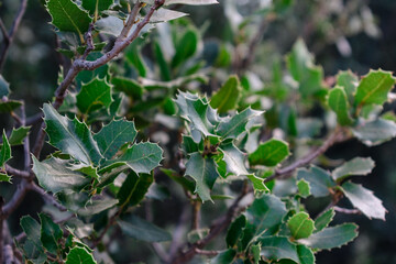 Plant with sharp leaves. Beautiful branches of the plant.