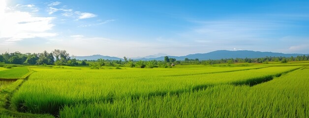 Obraz premium Expansive Green Paddy Fields Under Blue Sky