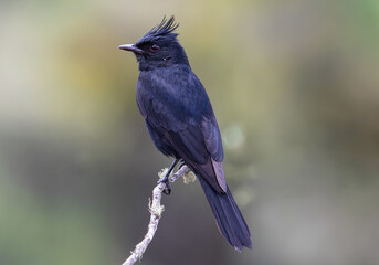 crested black bird