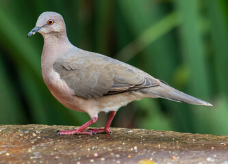 dove on the ground