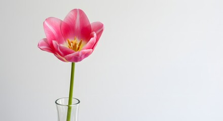 Obraz premium Single Pink Tulip in Vase on White