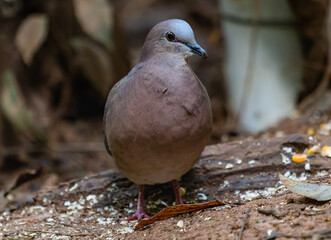 A dove foraging