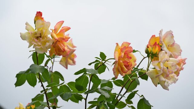 Rosenbusch, bl&uuml;hend, zweifarbig, Gelb, Rot, Sommer