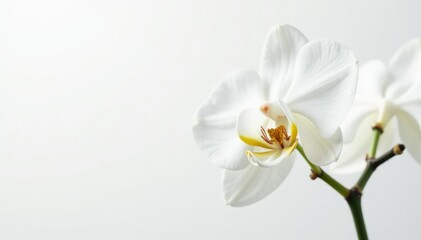 Obraz premium Delicate white orchid blossom on pure white background, texture, natural, stock photo