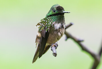 iridescent hummingbird