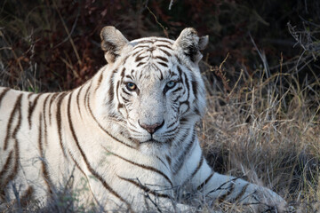 side portrait of a white bengal tiger
