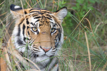wild tiger peering out from the grass in Tiger Canyon, Free State South Africa