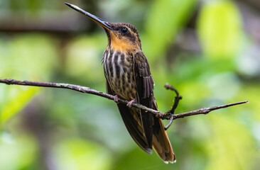 hummingbird