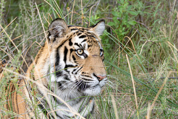portrait of a tiger in the long grass