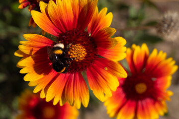 Bumblebee collects pollen and nectar from the flowers of the plant.