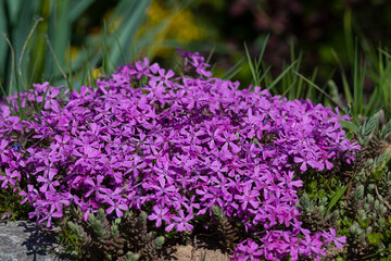 Flowering Phlox subulata_L. Perennial herbaceous plant, Polemoniaceae family.