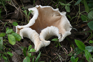 High angle view of a wilted large ground cap mushroom which is on a grassy ground