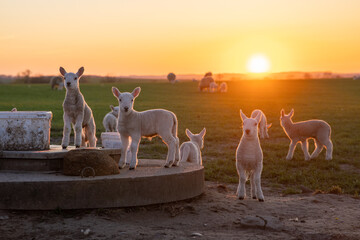 A group of sheep are standing around a water trough in a field