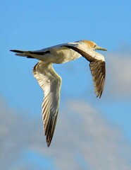 an australasian gannett in flight over the muriwai gannet colony at otakamiro point on muriwai beach on the west coast of the north island of new zealand, on a sunny summer day